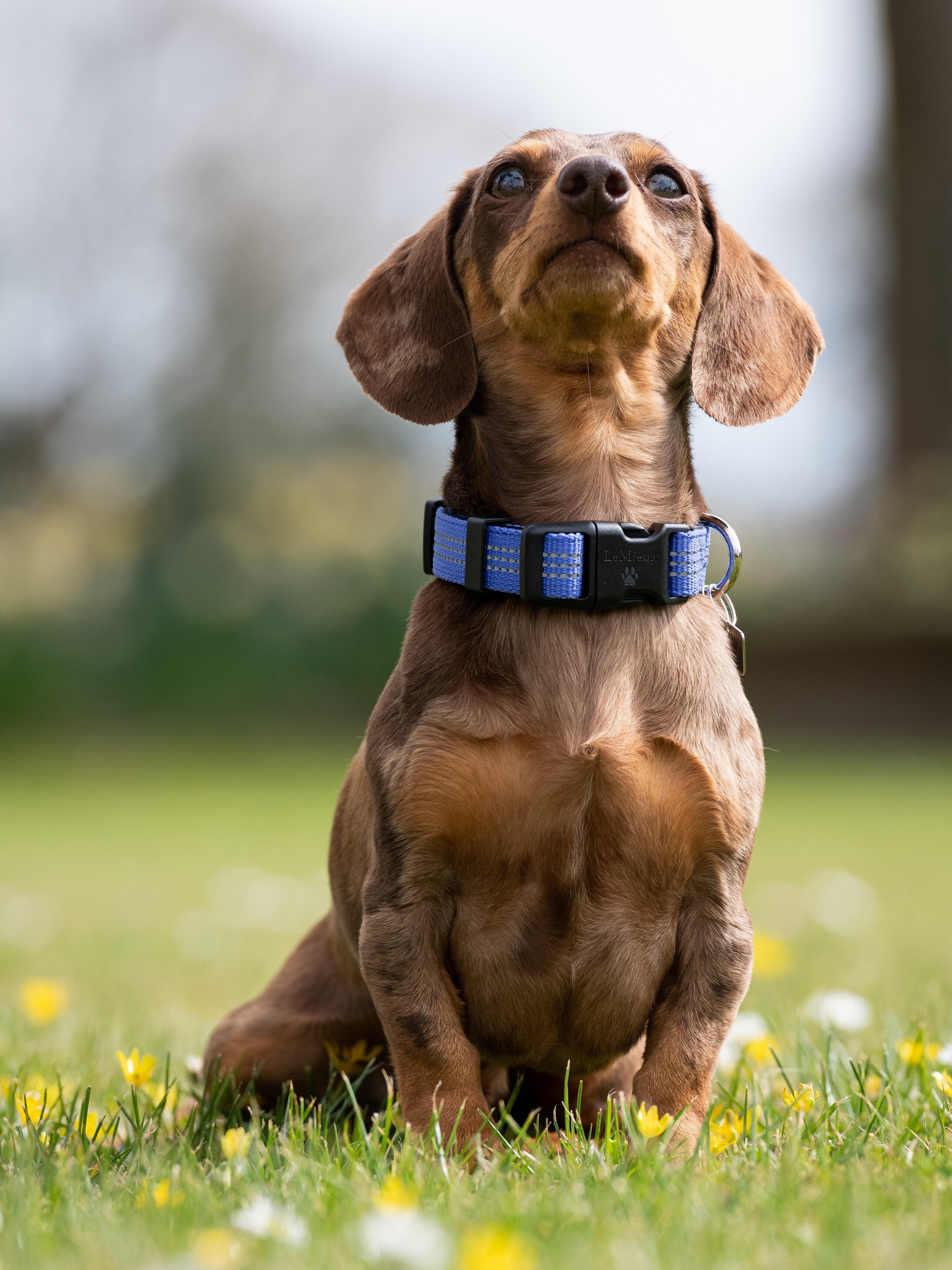 Henley Hundehalsband Mit Gurtband – Verstellbar, Reflektierend, Mit Sicherheitsclip, Strapazierfähig