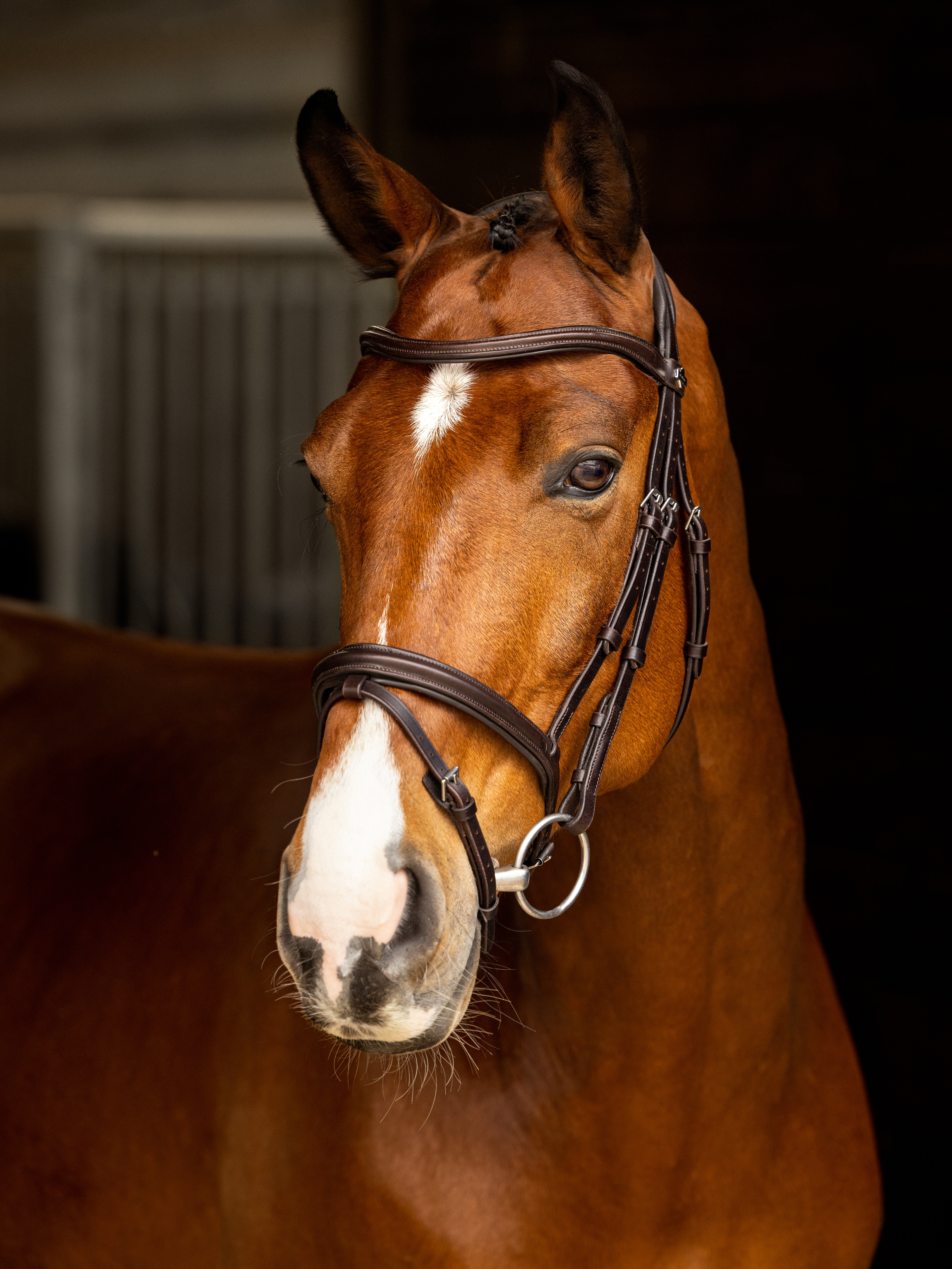 Bridons de concours d'équitation pour chevaux de loisir LeMieux Hobby Horse  - Bridons/brides - Cuirs & Enrênements - Cheval au travail