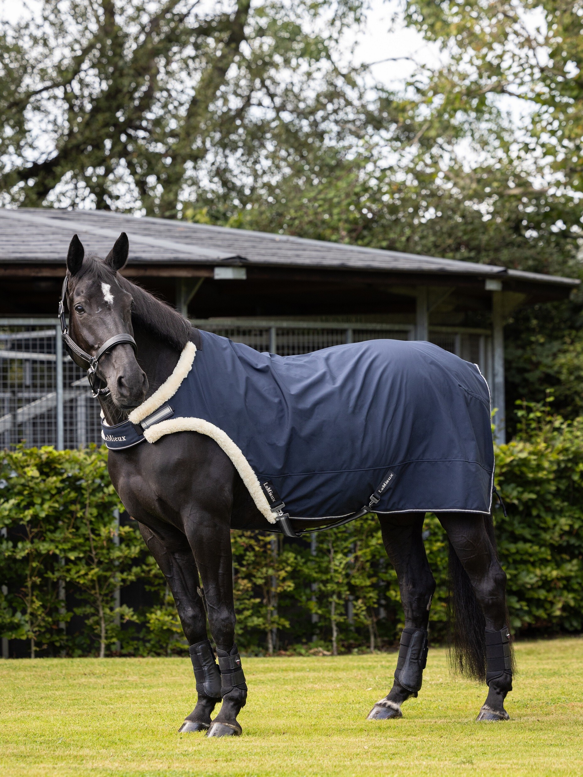 Marcheur Equestre Marcheur Pour Chevaux A Vendre Marcheur Pour