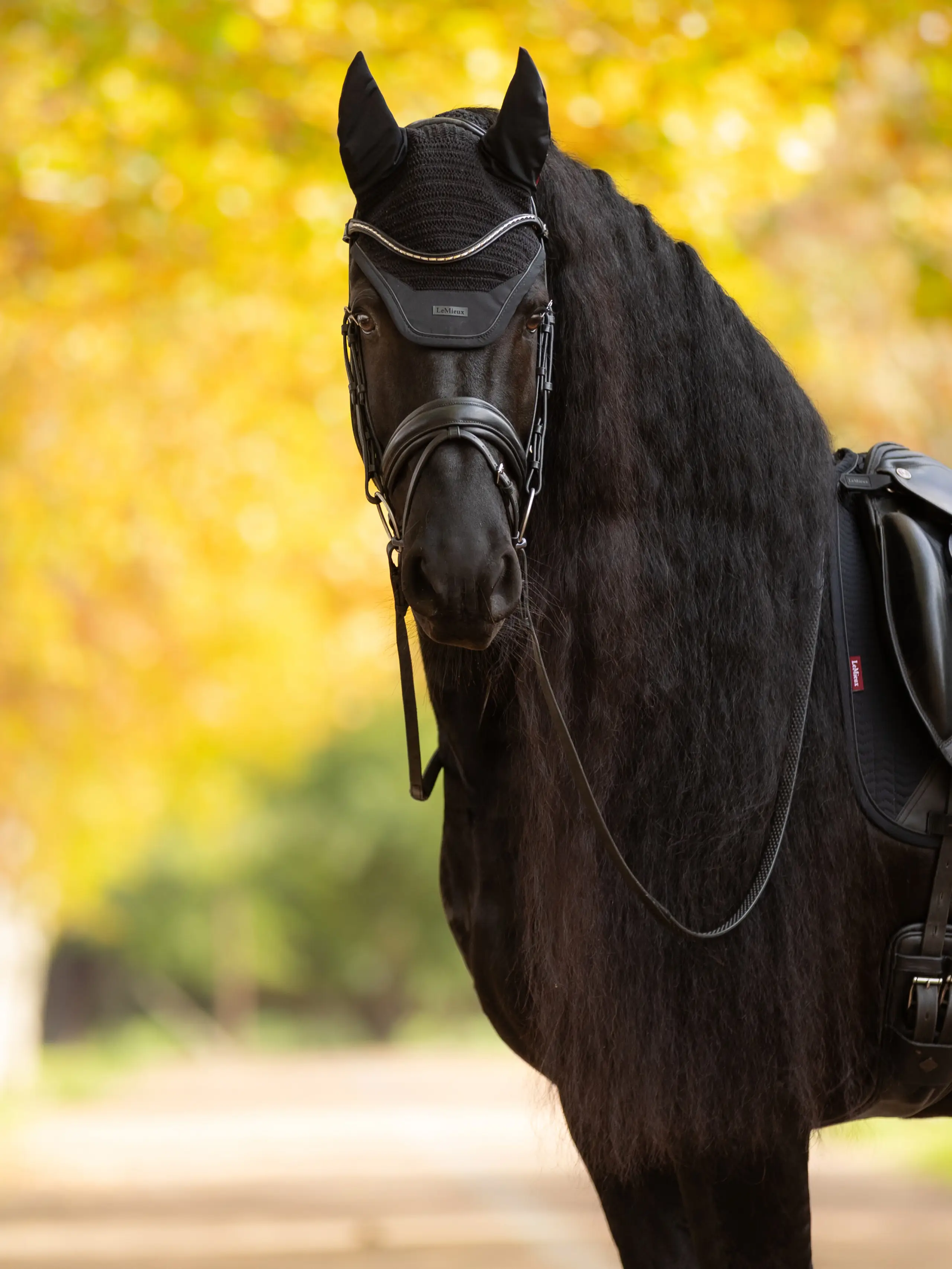 Essence Acoustic Fly Hood Black Horse