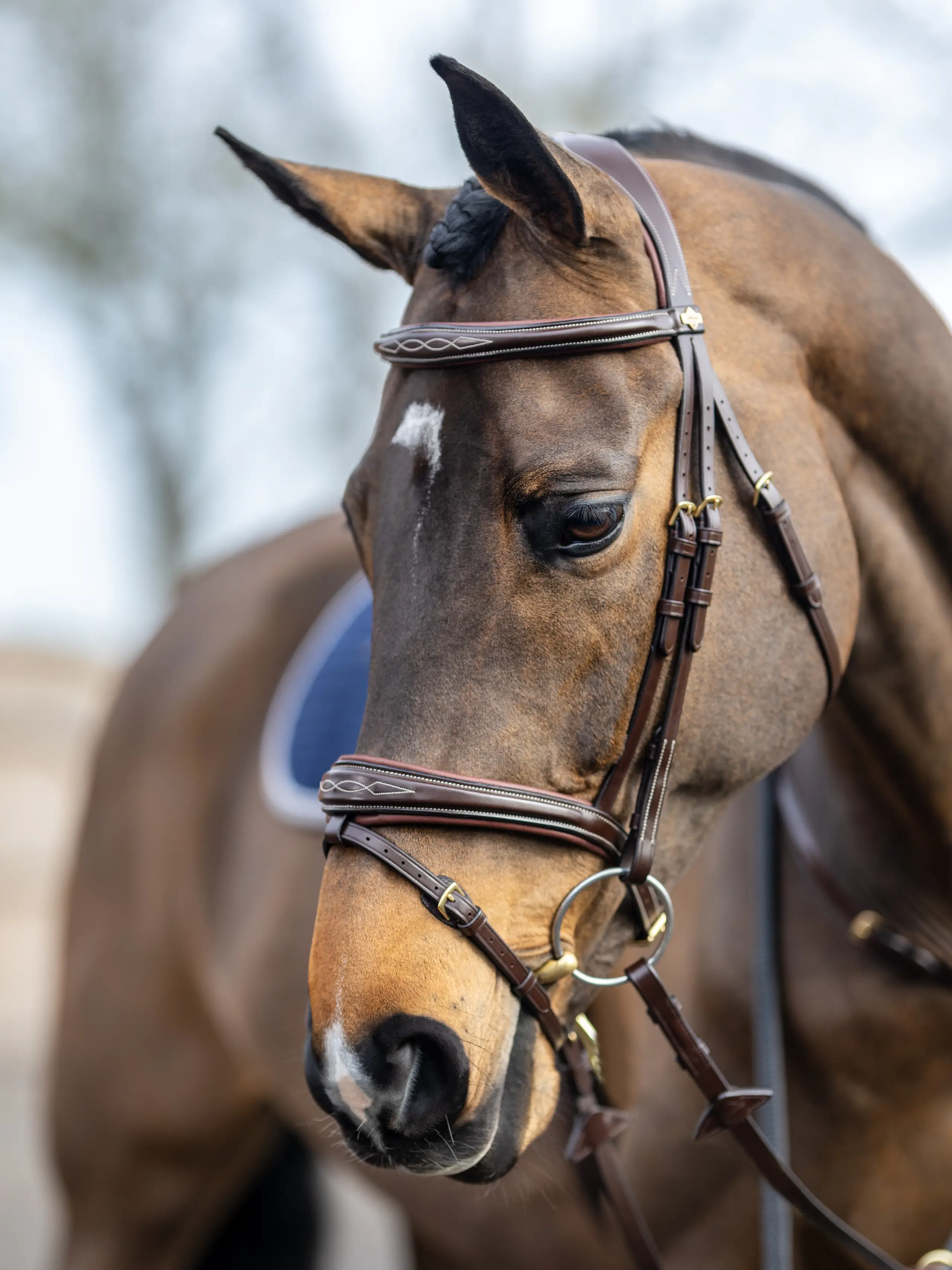Kudos Competition Flash Bridle Havana New