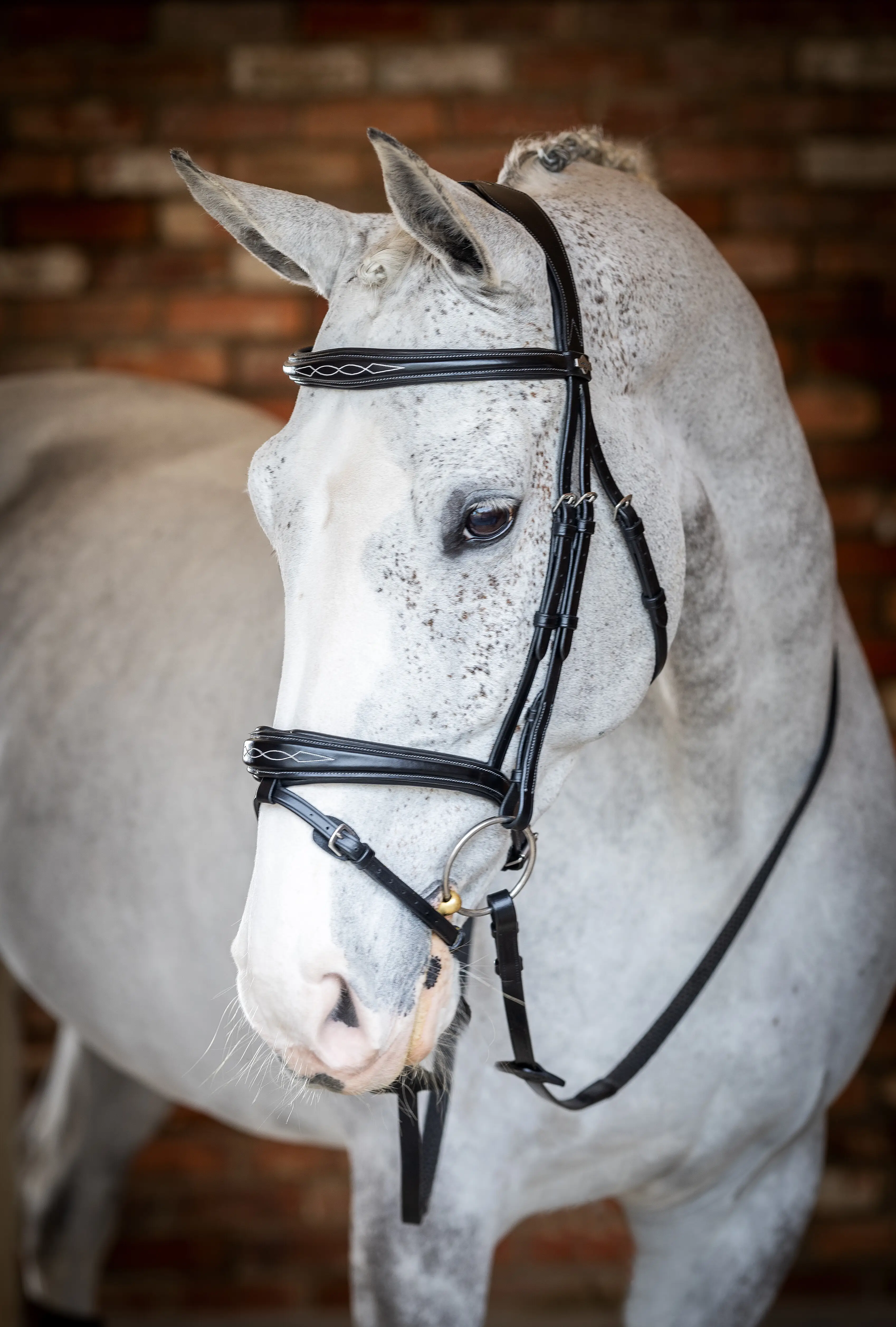 Bridons équitation LeMieux Kudos Contour Flash