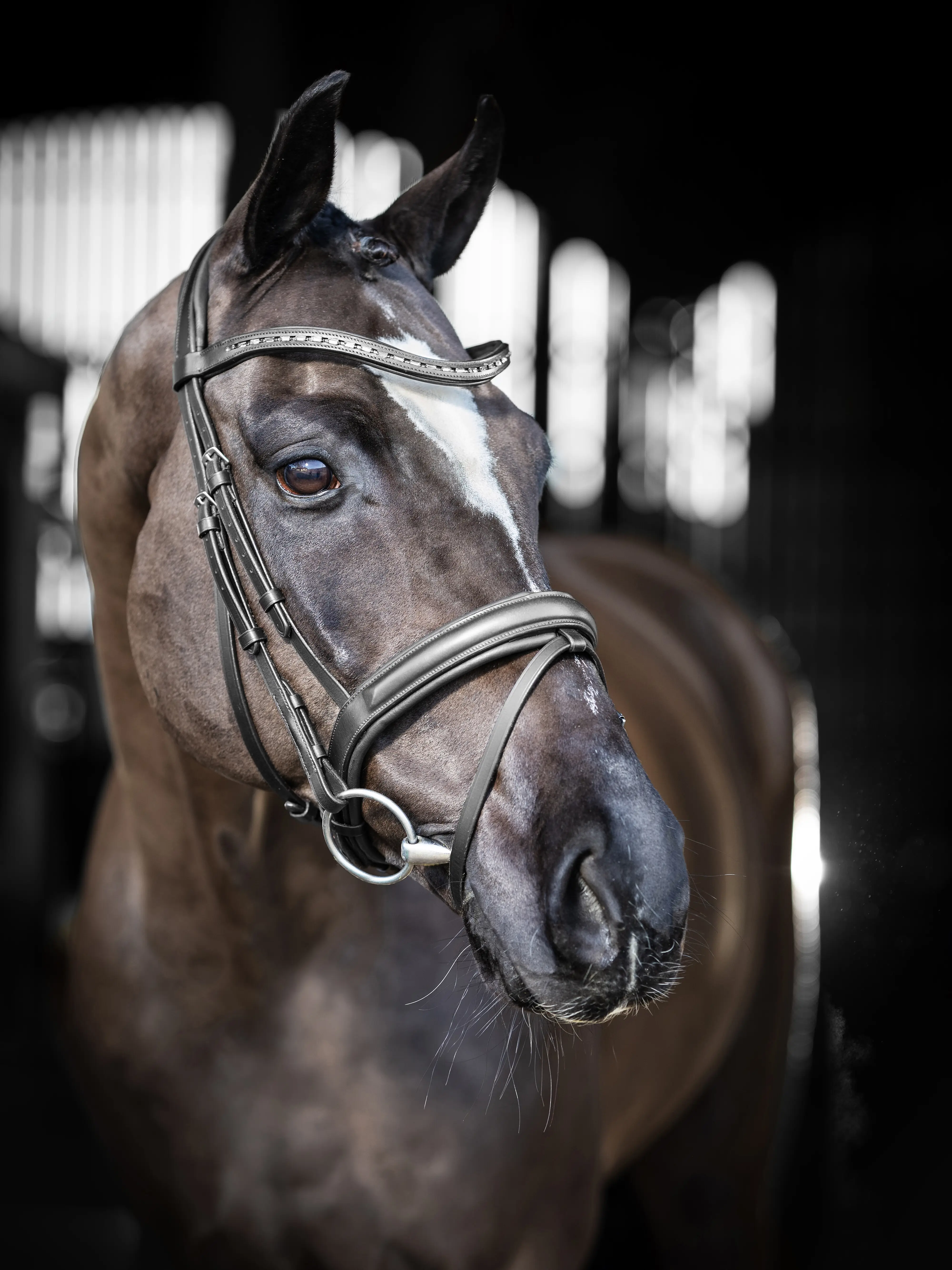 Martingale Running Cheval En Cuir Noir - équitation Anglaise - état Neuf