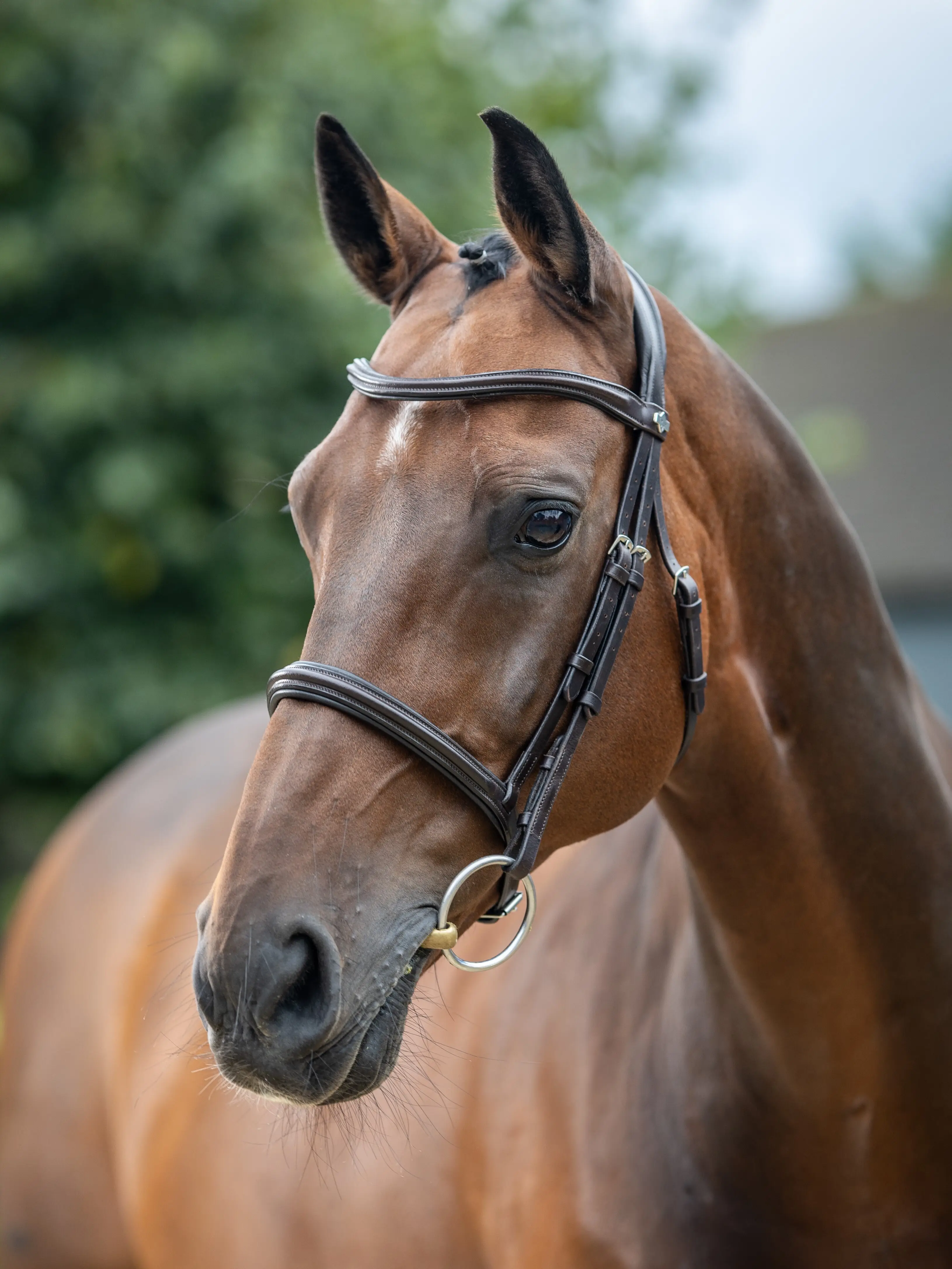 Rhinegold Bride Cheval Anatomique – Cuir Italien, Muserolle à Manivelle, Rênes Caoutchouc