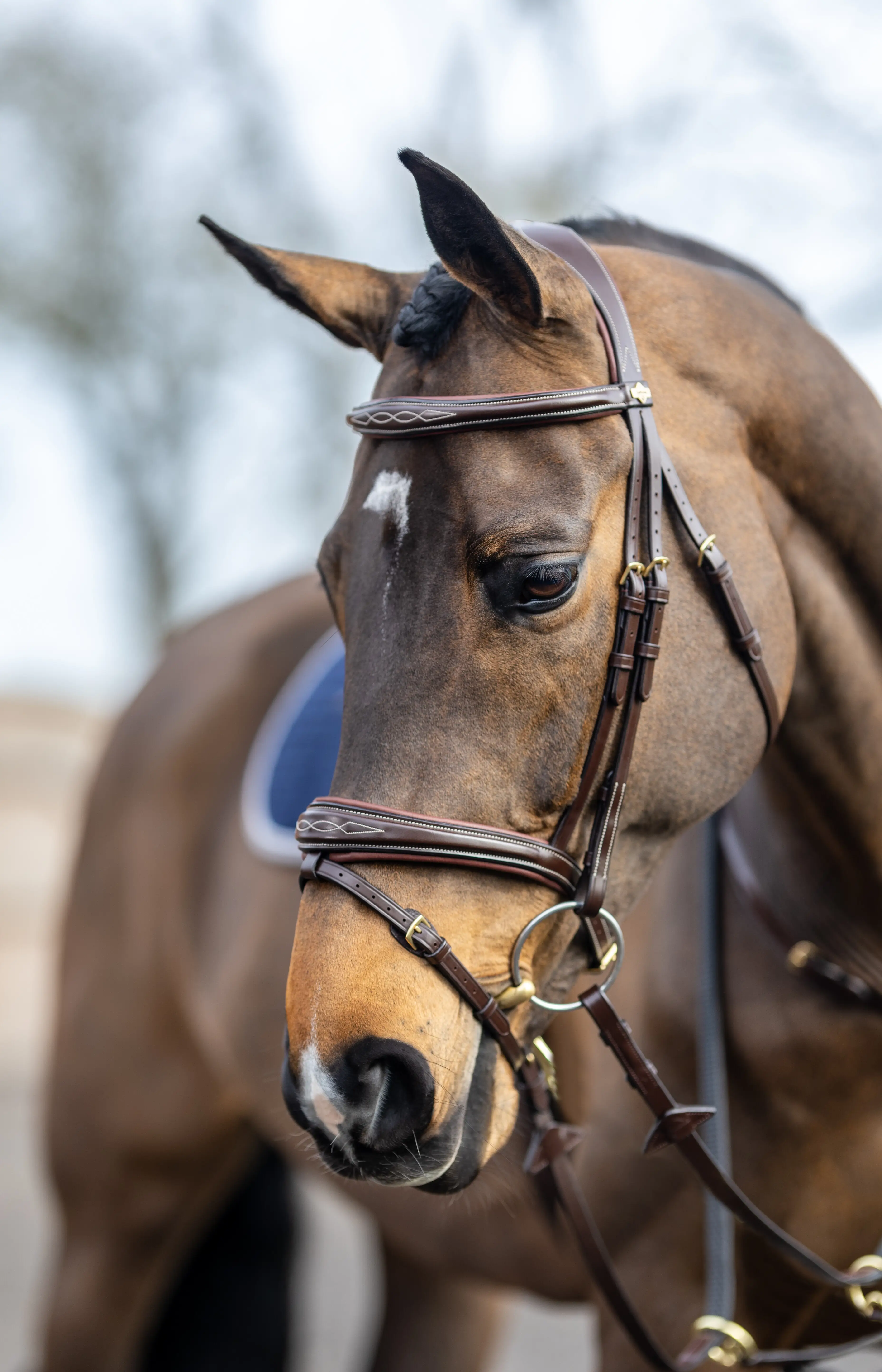 Kudos Competition Flash Bridle Havana New