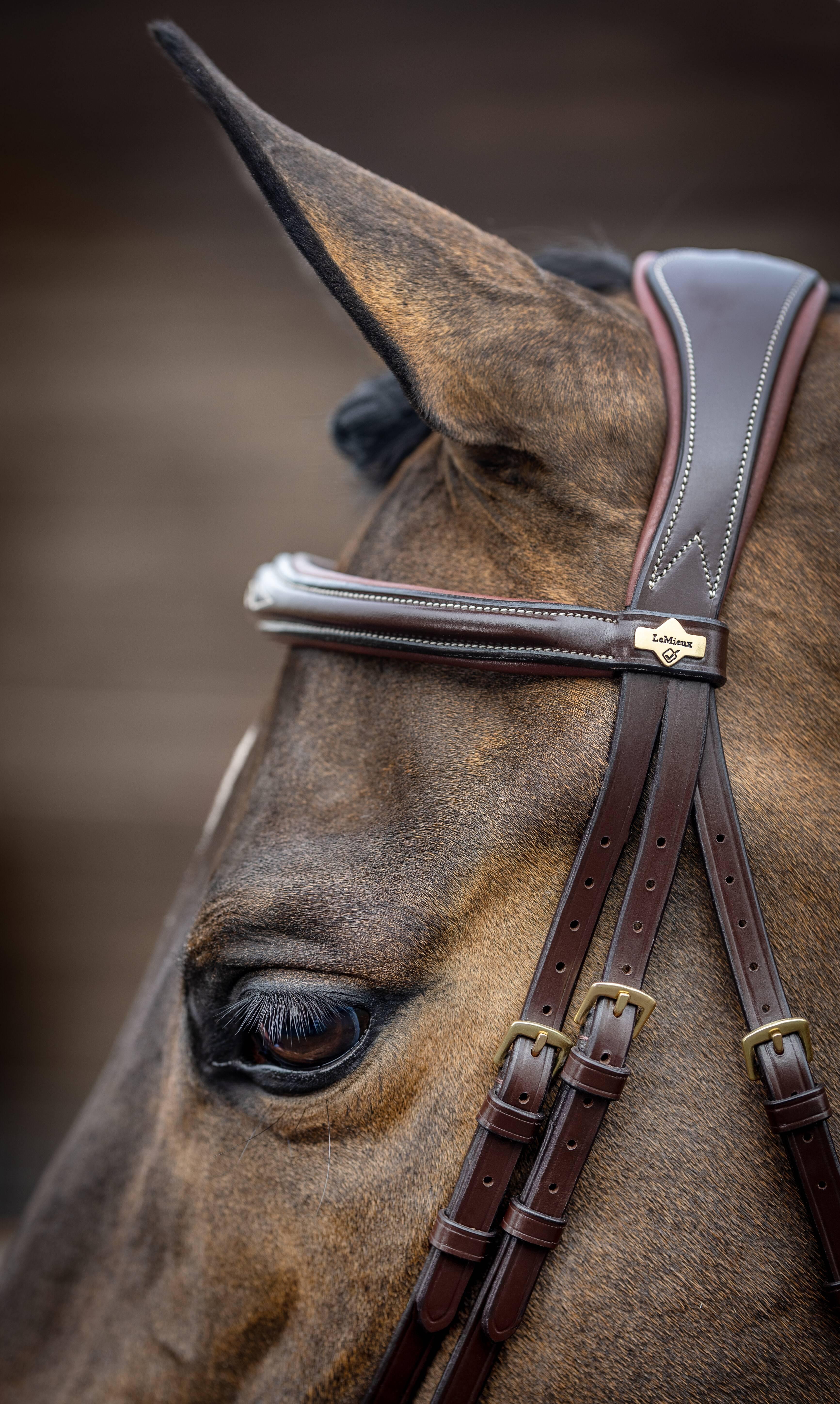 Kudos Competition Flash Bridle Havana New