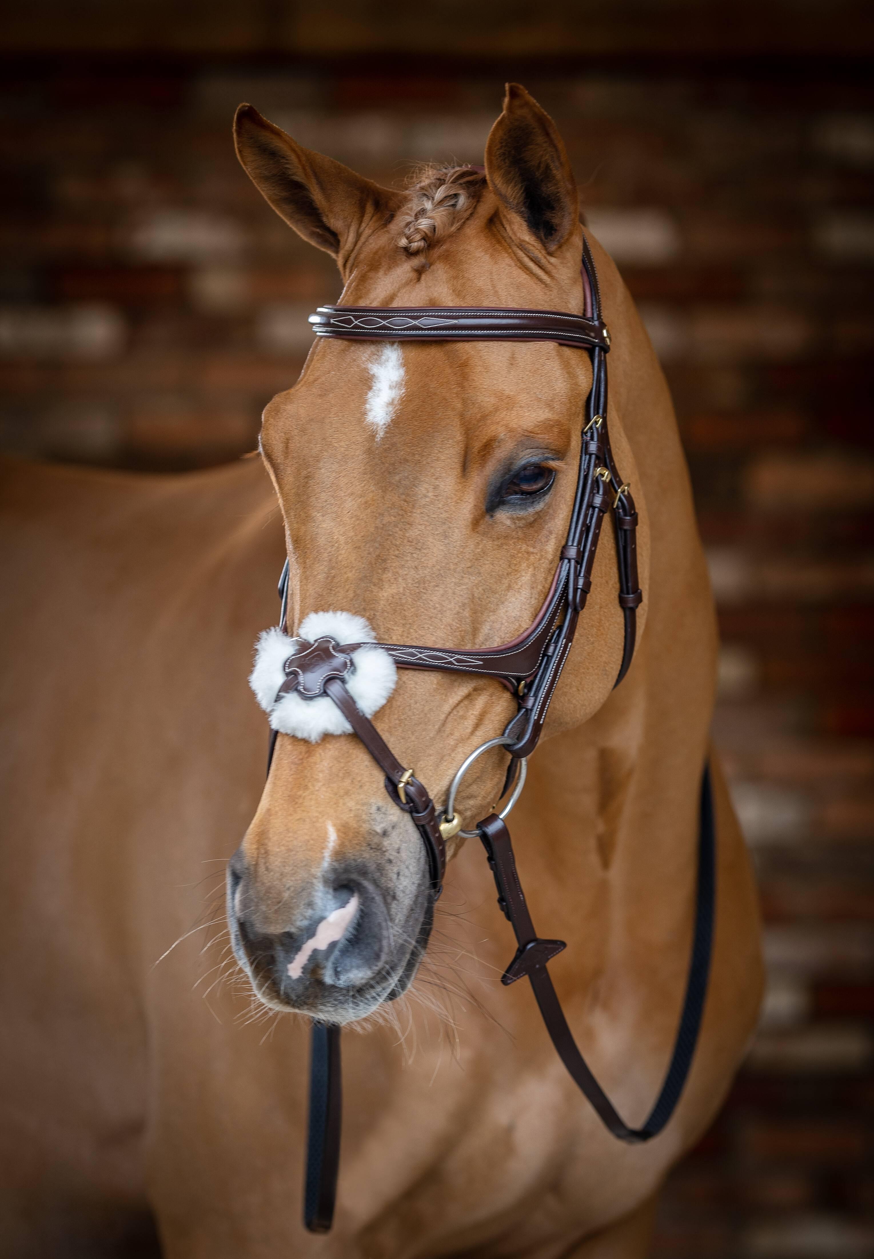 Kudos Grackle Bridle Havana New