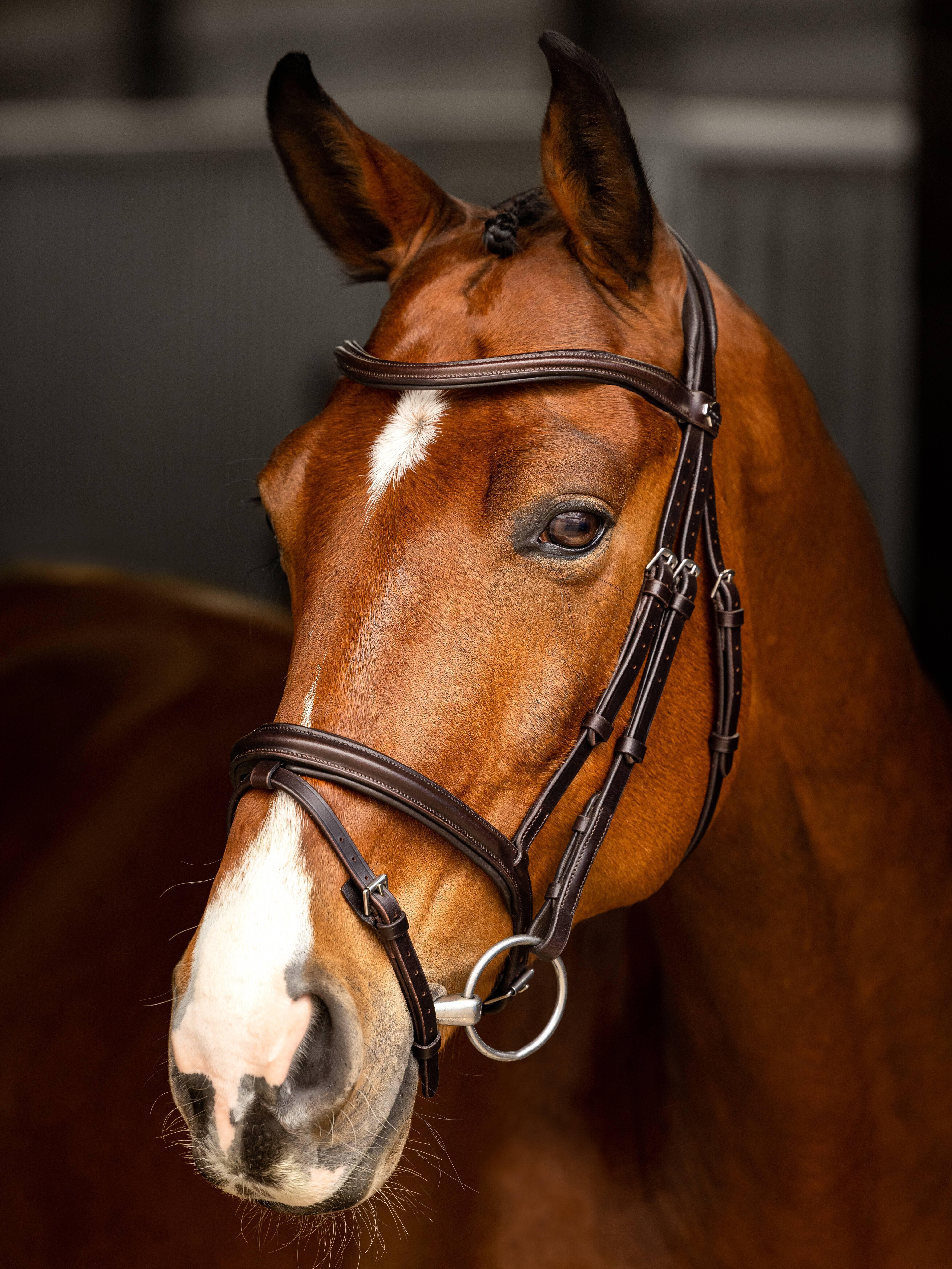 Harry's Horse Bride Chique Marron