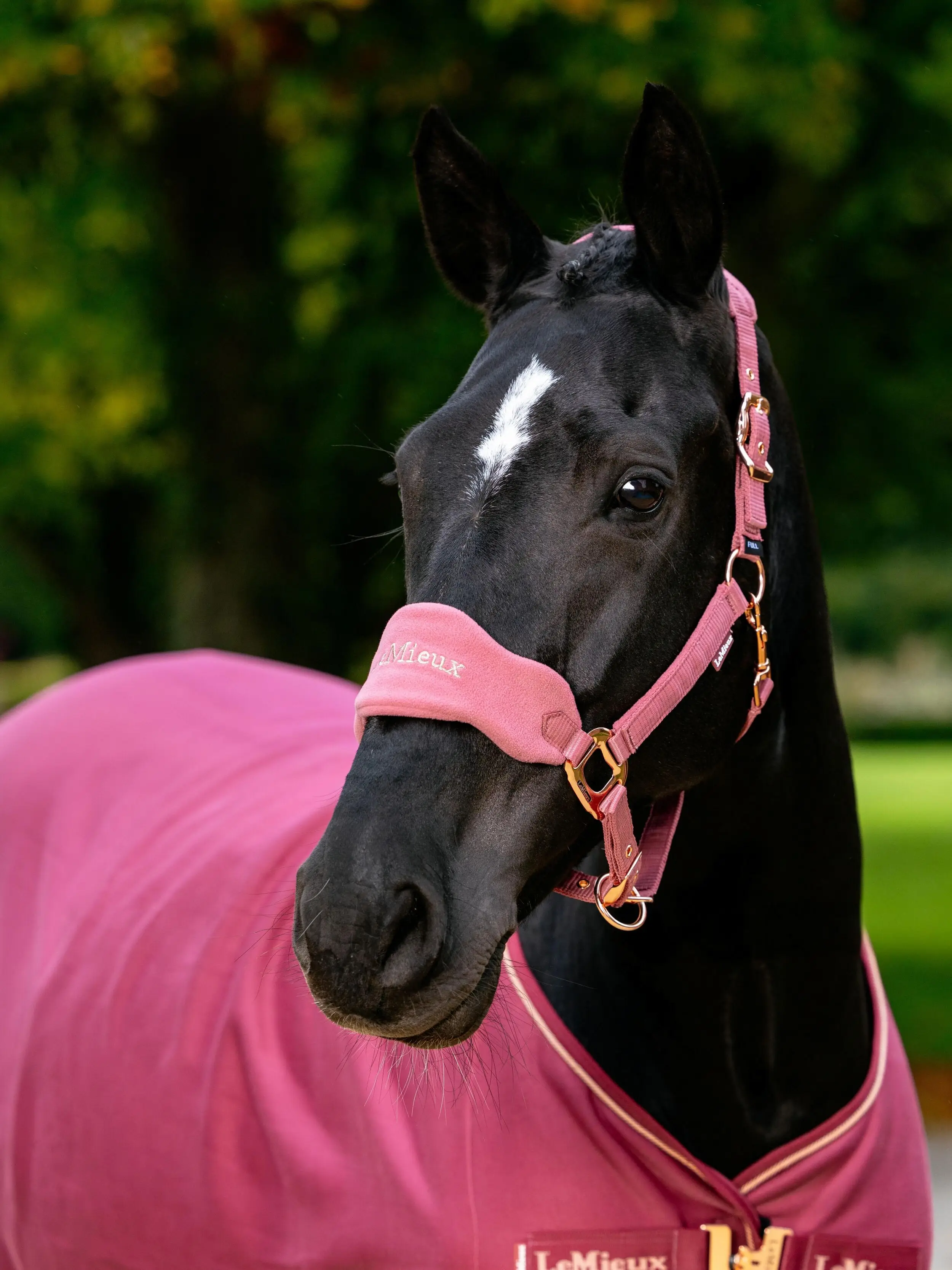 Bijoux Vogue Halter & Leadrope French Rose Outlet